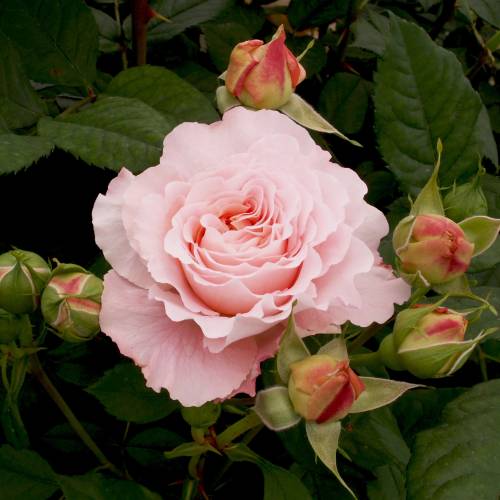 Roseira 'Andr� Le Notre'