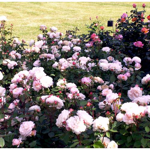 Roseira 'Gruss an Aachen'