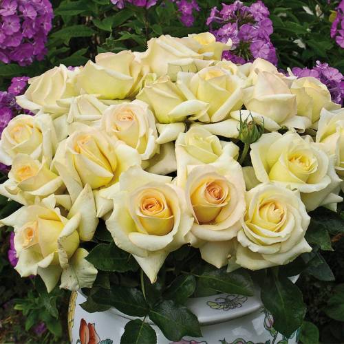 Roseira 'Lemon Beauty'