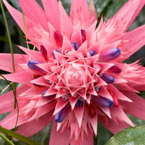 Aechmea 'Primera'