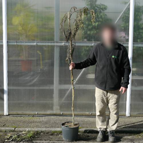 Planta proibida em Portugal-Alb�zia 'Chocolate F'.