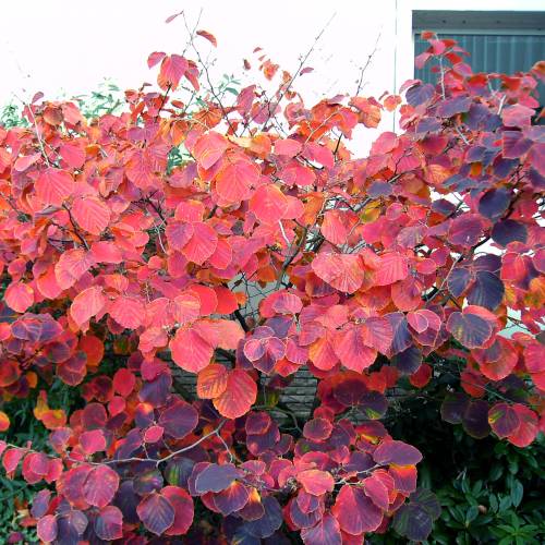 Hamamelis 'Yamina'