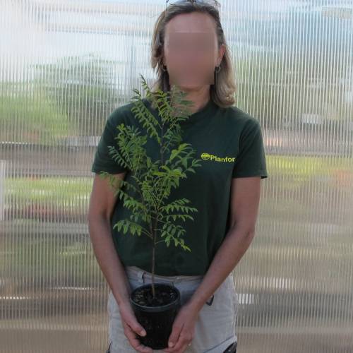 Xanthoceras com folhas de sorveira