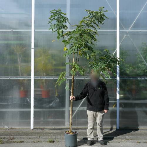 Planta proibida em Portugal-Falsa accia