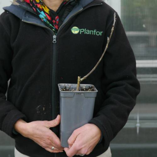 Cerejeira Bigarreau 'Griotte de Montmorency'