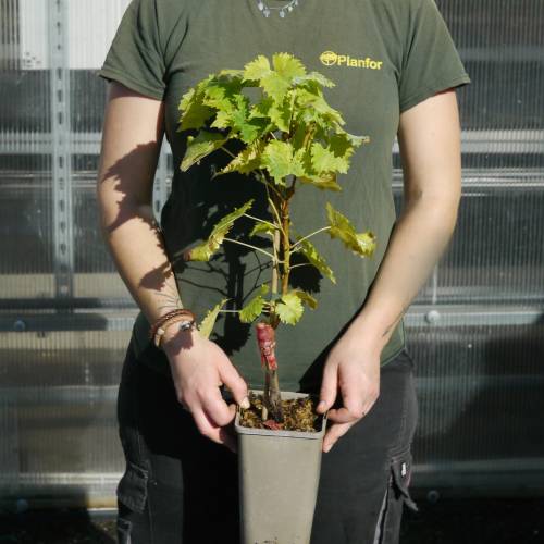 Videira de uva-de-mesa negra 'Muscat de Hambourg'
