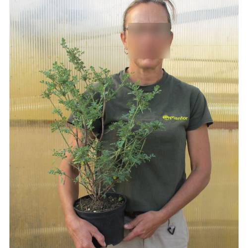 Coronilla valentina glauca, Pascoinha