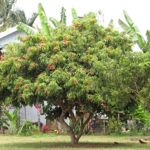 Litchia 'Kwai May Pink'