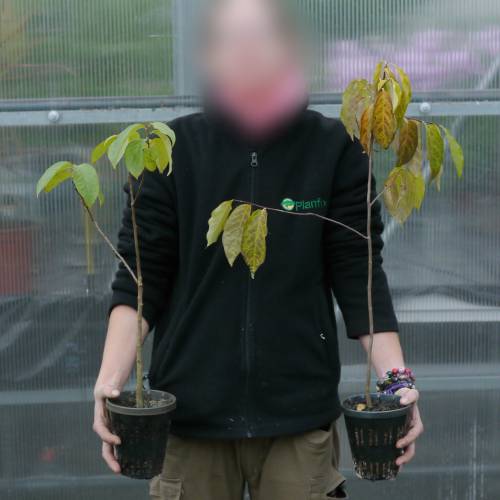 Diospireiro lotus, Caqui lil�s, Caqui Caucasiano