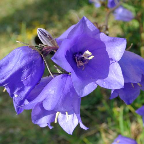 Campnula folhas de pessegueiro