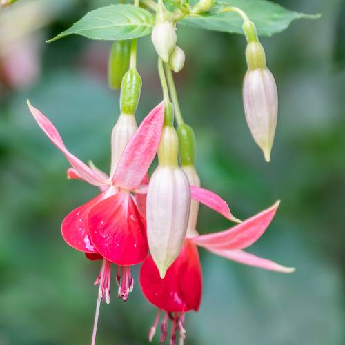 Brinco-de-princesa, Fcsia 'Clia Smedley'