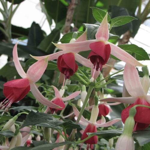 Brinco-de-princesa, Fcsia 'Clia Smedley'