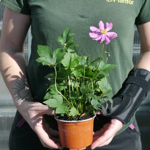 Anémona do Japão rosa-escuro