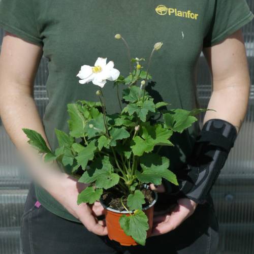 Anmona do Japo branca