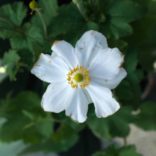 Anmona do Japo branca
