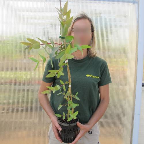 Eucalipto nitens