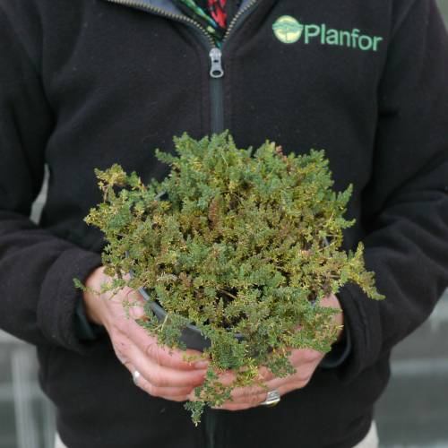 Frank�nia lisa, Esteva mar�tima