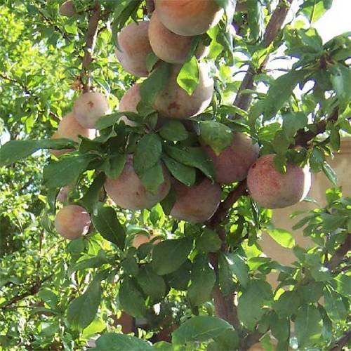 Alperce-Ameixa Pluot 'Dapple Dandy'