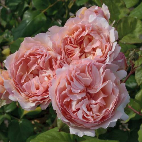 Roseira 'Princesse Charlne de Monaco'