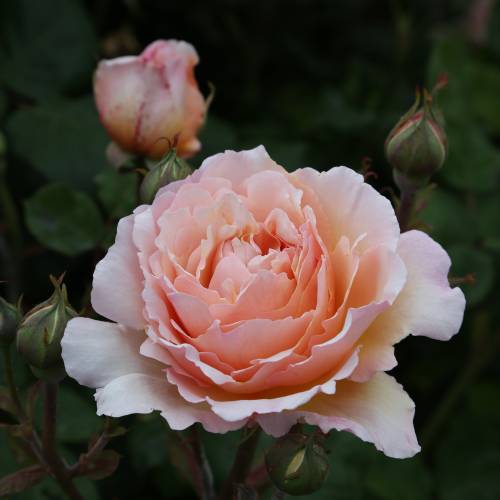 Roseira 'Princesse Charlne de Monaco'