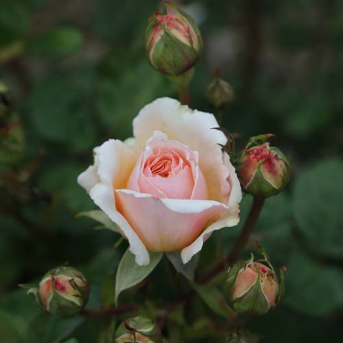 Roseira 'Princesse Charlne de Monaco'