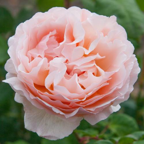 Roseira 'Princesse Charlne de Monaco'