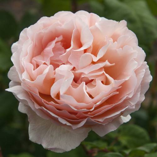 Roseira 'Princesse Charlne de Monaco'