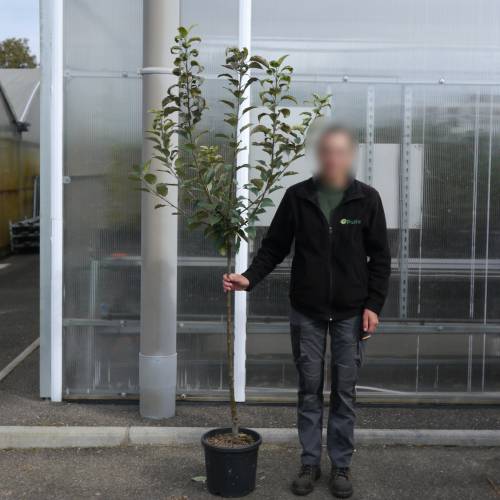 Macieira para sidra 'Guillevic'