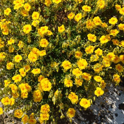 Heliantemum amarelo