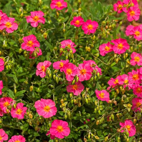 Heliantemum rosa