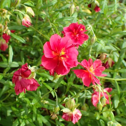 Heliantemum vermelho