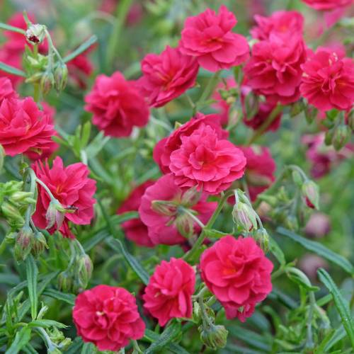 Heliantemum vermelho