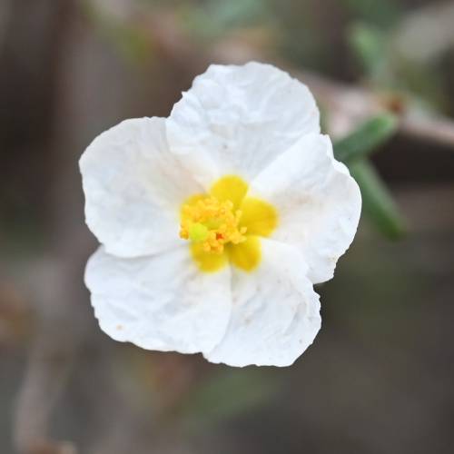 Heliantemum branco