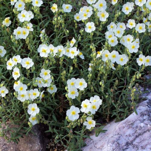 Heliantemum branco