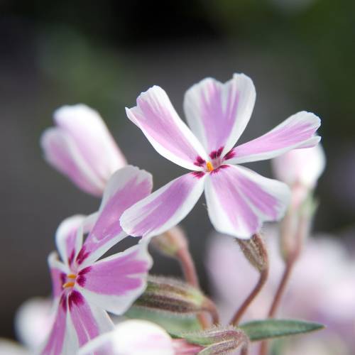 Phlox an, Phlox espuma  'Candy Stripes'