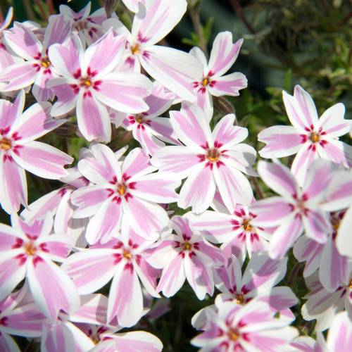 Phlox an, Phlox espuma  'Candy Stripes'