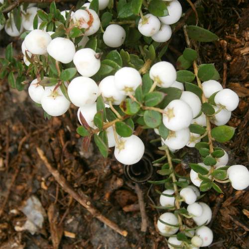 Gaultheria mucronada de bagas brancas