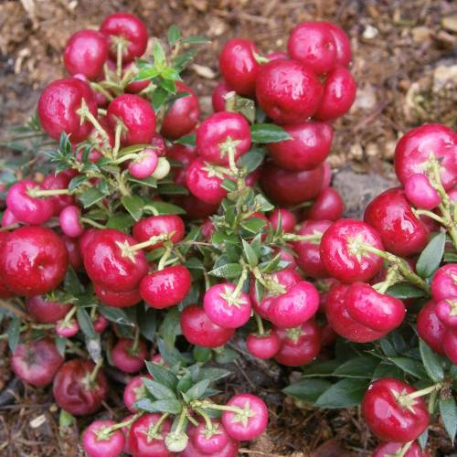 Gaultheria mucronada de bagas vermelhas