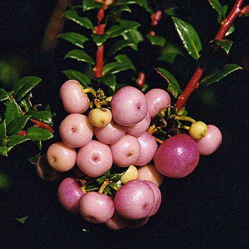 Gaultheria mucronada de bagas rosas