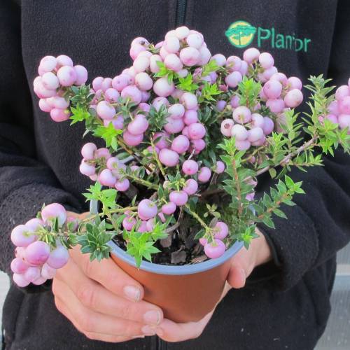 Gaultheria mucronada de bagas rosas