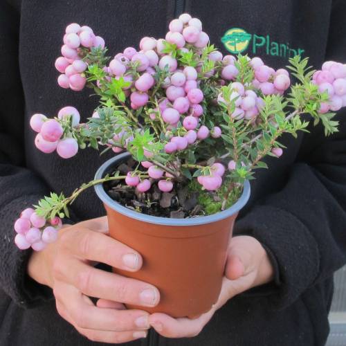 Gaultheria mucronada de bagas rosas