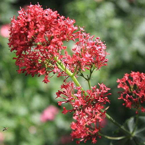 Valeriana vermelha