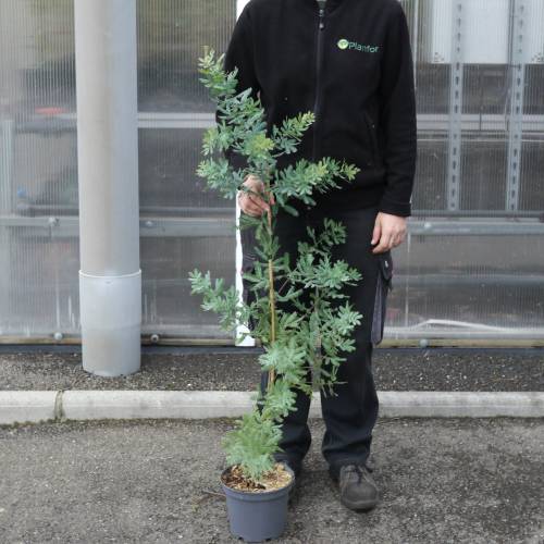 Planta proibida em Portugal-Acacia Baileyana