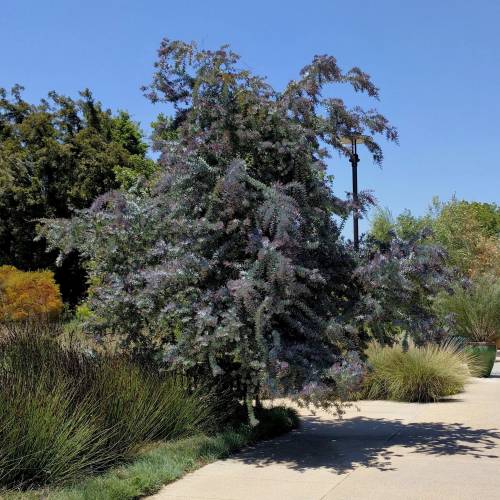 Planta proibida em Portugal-Acacia Baileyana