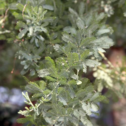 Planta proibida em Portugal-Acacia Baileyana