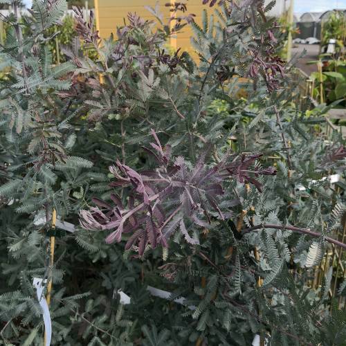 Planta proibida em Portugal-Acacia Baileyana
