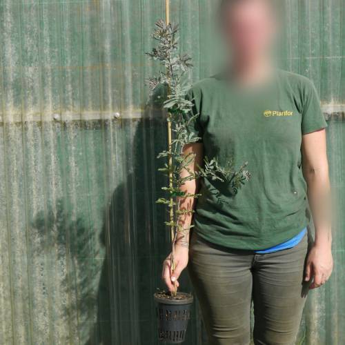 Planta proibida em Portugal-Acacia Baileyana
