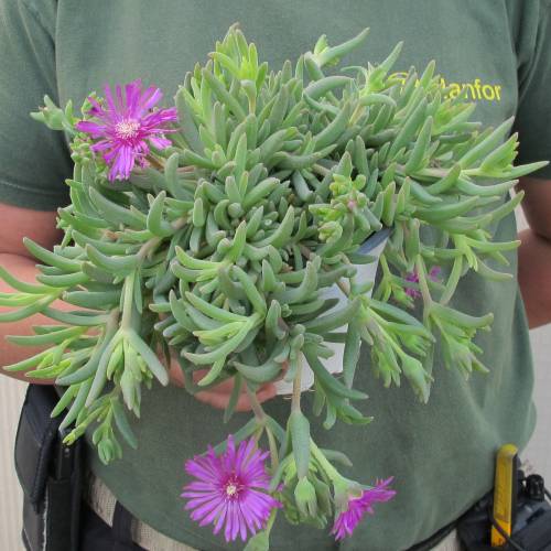 Delosperma cooperi