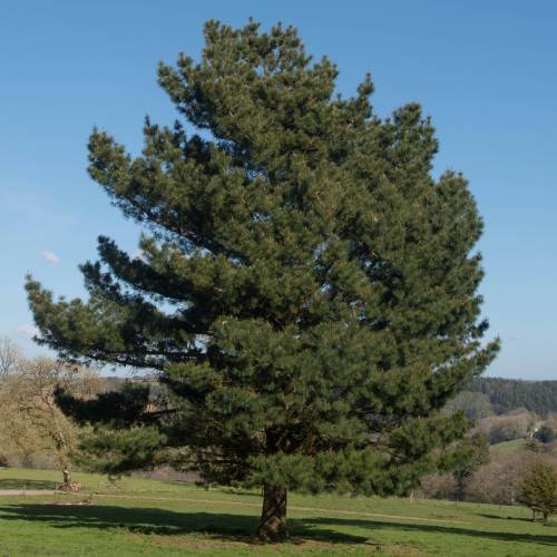 Pinheiro de Monterey