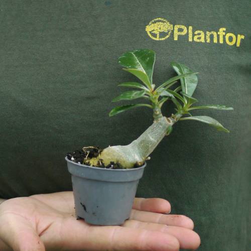 Rosa do deserto - Flores rosas